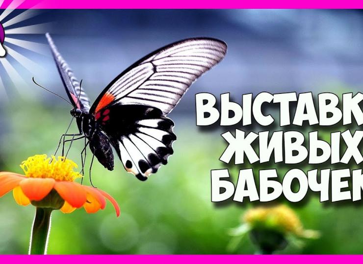 Выставка тропических бабочек